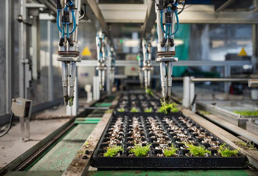 Robotarm plant stekjes op lopende band